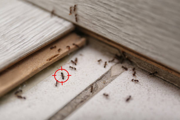 Best Residential Pest Control  in Bedford, VA