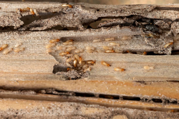Best Termite Control Services  in Bedford, VA