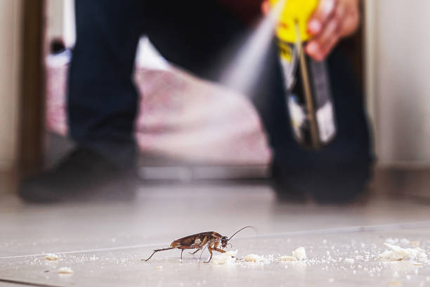 Best Wasp Removal Services  in Bedford, VA